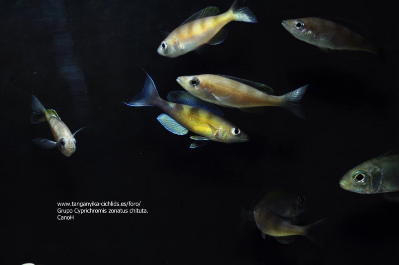 Cyprichromis zonatus 'Chituta Bay'